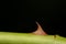 Macro shot of a rose thorn isolated on a black background