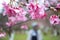 Macro shot of sakura flower with dew drop and blurred tourist