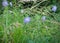 A macro shot of a scabious butterfly blue bloom