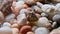Macro shot of sea bed background. Many beautiful colorful stones pebbles and seashells scattered around.