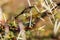 Macro Shot of sharp Acacia tree thorns