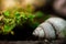 Macro shot of shell and baby tear plant