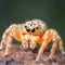 Macro Shot of Single Cute and Dangerous Spider, Generative AI