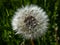 Macro shot of single dandelion Lion`s tooth flower head with seeds and pappus in the meadow with green grass background