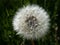 Macro shot of single dandelion Lion`s tooth flower head with seeds and pappus in the meadow with green grass background