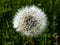 Macro shot of single dandelion Lion`s tooth flower head with seeds and pappus in the meadow with green grass background