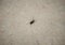 Macro shot of single dead mosquito isolated