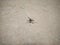 Macro shot of single mosquito isolated