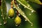 macro shot of a single olive with oil droplets