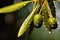 macro shot of a single olive with oil droplets