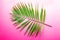 Macro shot of single parlor palm leaf on colorful paper background