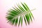 Macro shot of single parlor palm leaf on colorful paper background