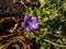 Macro shot of single purple - blue Bellflower of Campanula carpatica Carpathian harebell or tussock bellflower having very large