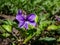 Macro shot of single purple flower of swamp violet Viola uliginosa