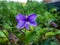 Macro shot of single purple flower of swamp violet Viola uliginosa