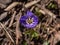 Macro shot of single spring wildflowers the Common hepatica Anemone hepatica or Hepatica nobilis in early spring. Violet flowers