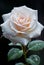 Macro shot of a single stem of white rose with waterdrops