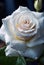 Macro shot of a single stem of white rose with waterdrops