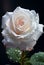 Macro shot of a single stem of white rose with waterdrops