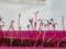 Macro shot of small beet plant seedlings growing in pot on the windowsill. Indoor gardening and germinating seedlings