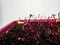 Macro shot of small beet plant seedlings growing in pot on the windowsill. Indoor gardening and germinating seedlings