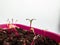 Macro shot of small beet plant seedlings growing in pot on the windowsill. Indoor gardening and germinating seedlings