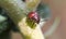 Macro shot of small beetle of ladybug on the stem