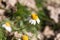 Macro shot of a small insect on a chamomile under a sunshine