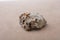 Macro shot of a small porous rock on a brown surface during daylight