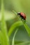 Macro shot of a small, red ladybug walking around on a patch of grass