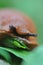 Macro shot of a snail eating a leaf and shying