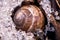 Macro shot of a snail, sleeping in the snow