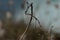 Macro shot of a snapped tree branch with a dry foliage