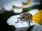 Macro shot of a snout beetle (Curculionidae) on a camomile