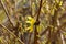 A macro shot of some forsythia bush blooms