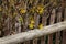 A macro shot of some forsythia bush blooms