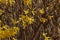 A macro shot of some forsythia bush blooms