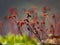 Macro shot of some moss spores