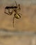 Macro shot of a spider catches an insect against a brown background