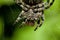 Macro shot of the spider on the cobweb against the green background.