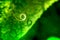 Macro shot of a spiral leaf of cucumber