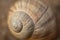 Macro shot of a spiral and patterned shell of a snail on an isolated background