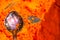 Macro shot of a spoon in a pile of orange pigment in the city of Pushkar