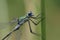 Macro shot of a spread-wing damselfly (Lestes dryas) perched on a green stem