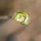 Macro shot of the sprout of a hazelnut Corylus avellana