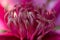 Macro shot of a stamen of a blooming clematis