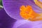 Macro shot of a stamen inside a crocus flower in a garden