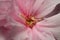 Macro shot of a stamen of a pink flower