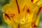 Macro Shot of Stamen of Selective Sort of Yellow-Red National Dutch Tulip