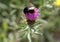 Macro shot of a stone bumblebee perched on a cornflower